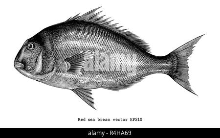 Red sea bream hand drawing engraving illustration isolated on white background Stock Vector