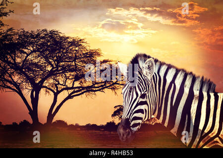 Zebra portrait on african sunset with acacia background. Africa safari Wildlife concept Stock Photo