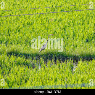 A bird is seen roaming in agriculture field in a sunny morning Stock Photo
