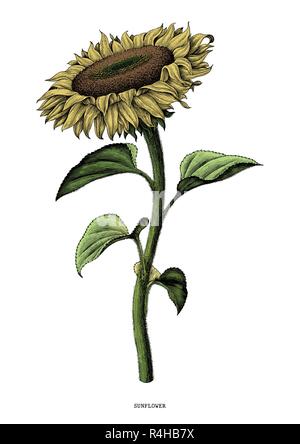 Sunflower hand drawing vintage clip art isolated on white background Stock Vector