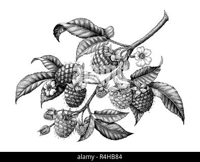 Raspberry branch hand drawing black and white vintage clip art isolated on white background Stock Vector