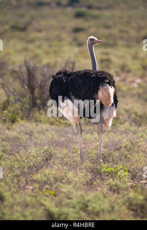 Male ostrich (Struthio camelus) standing in the wild looking to the right in the Karoo National Park, South Africa Stock Photo