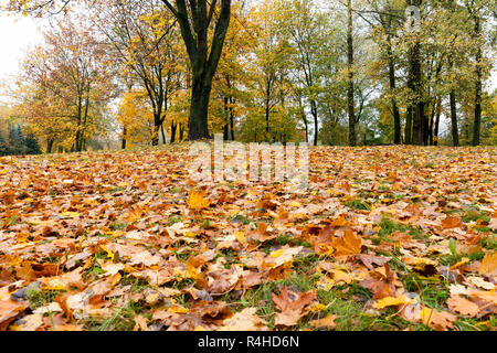 Park in the fall Stock Photo