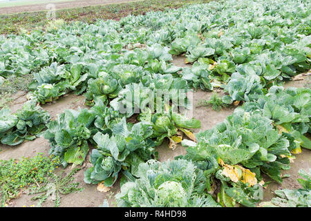 field with green cabbage Stock Photo