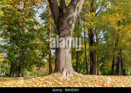 yellowed maple trees in autumn Stock Photo