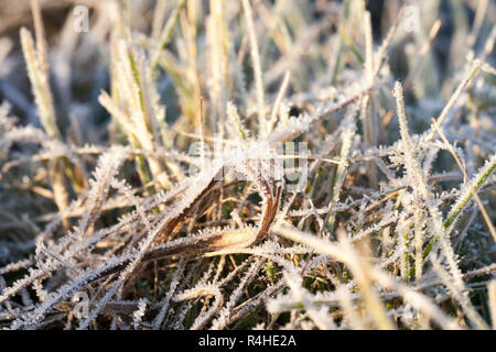 green grass in the frost Stock Photo