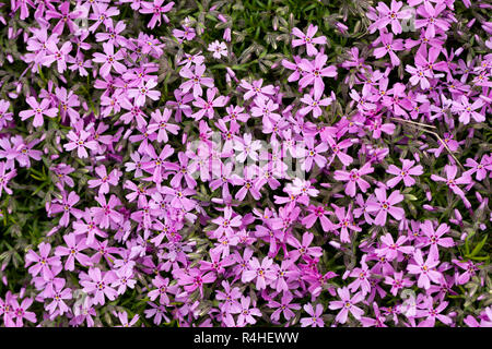 Aubrieta cultorum - pink or purple small flowers Stock Photo