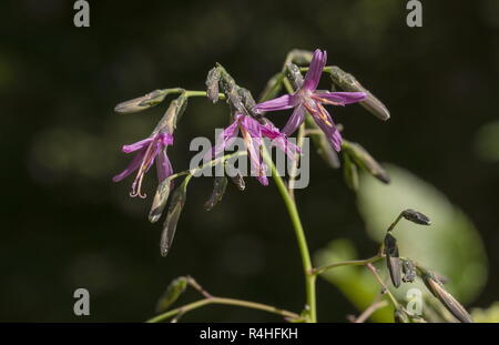 Purple lettuce, Prenanthes purpurea, in flower in alpine woodland clearing, french Alps. Stock Photo