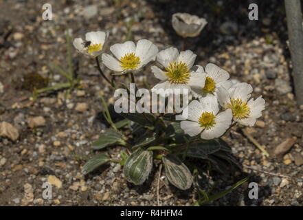 Parnassus-leaved Buttercup, Ranunculus parnassifolius, in flower in the french Alps. Stock Photo