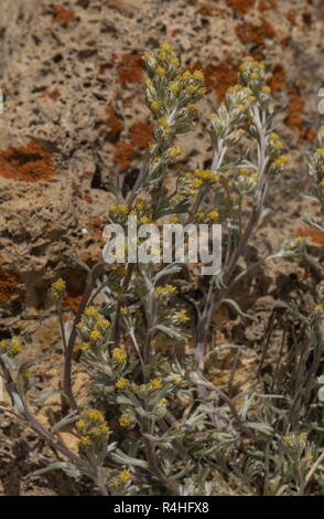 Alpine Wormwood, Artemisia umbelliformis, in flower at high altitude in the french Alps. Stock Photo