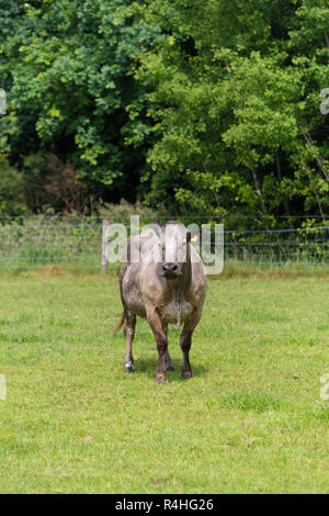 curious cow in meadow Stock Photo