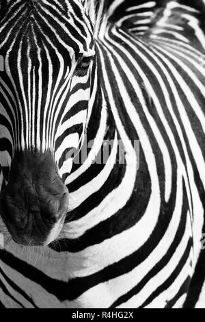 animal zebre portrait Stock Photo