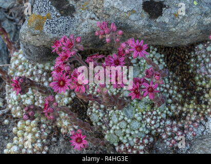 Cobweb house-leek, Sempervivum arachnoideum, in flower in the Italian Alps. Stock Photo