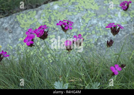 Carthusian Pink, Dianthus carthusianorum, in flower in the italian Alps. Stock Photo