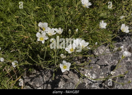 A sandwort, Minuartia capillacea, in flower, Italian Alps. Stock Photo