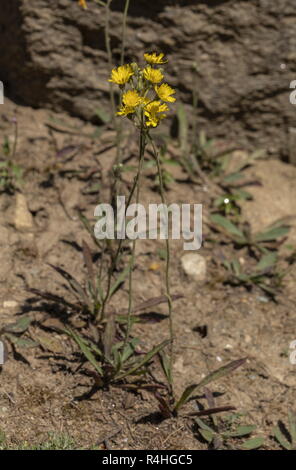 A hawkweed, Hieracium cymosum in flower, Italy. Stock Photo