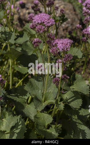 Adenostyles alpina, sometimes known as Alpine plantain, in flower in the Italian Alps. Stock Photo