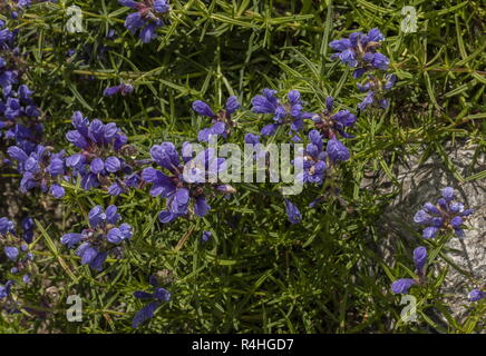 Northern dragonhead, Dracocephalum ruyschiana, in flower in the Italian Alps. Stock Photo