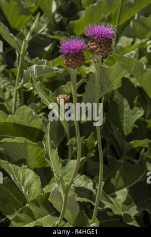 Stemmacantha rhapontica, Rhaponticum scariosum, Giant Scabiosa, Giant Knapweed, Leuzea rhapontica, Stock Photo