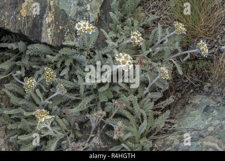 Dwarf alpine yarrow, Achillea nana, in flower at high altitude in the Swiss Alps. Stock Photo