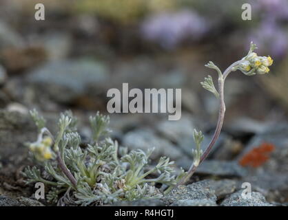 Alpine Wormwood, Artemisia umbelliformis in flower at high altitude in the Swiss Alps. Stock Photo