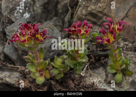 Two-flowered purple saxifrage, Saxifraga biflora, in flower on scree, Nufenen Pass, Swiss Alps. Stock Photo