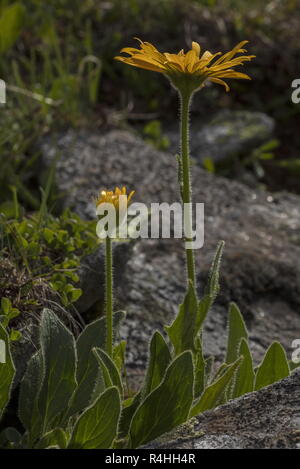 Tufted Leopard's-bane, Doronicum clusii, in flower in the Swiss Alps. Stock Photo