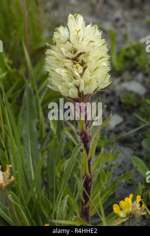 Yellow Bellflower, Campanula thyrsoides in flower in the Swiss Alps. Stock Photo