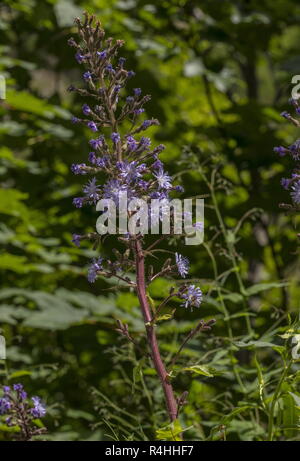 Alpine blue-sowthistle, Cicerbita alpina, in flower in the french Alps. Stock Photo