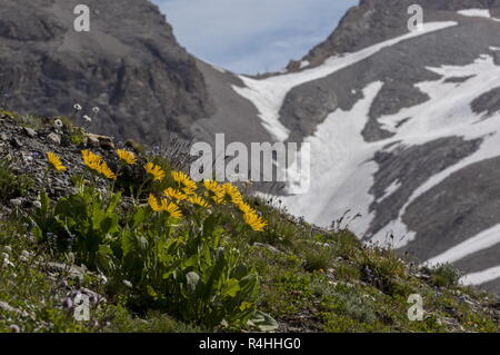 Large-flowered Leopards Bane, Doronicum grandiflorum, in flower high on mountain slopes, Vanoise National Park. Stock Photo