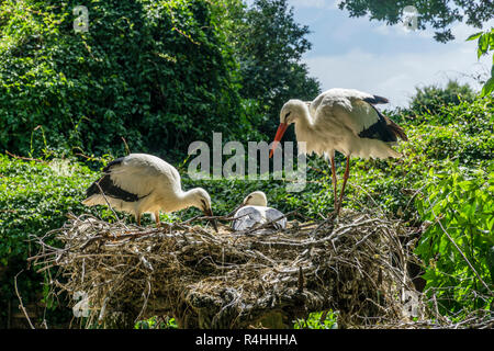 Nordfriesland, Storchennest in the Storchengehege Wyk , Storchennest im Storchengehege Wyk
