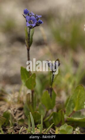 Alpine Speedwell, Veronica alpina in flower in the french Alps. Stock Photo