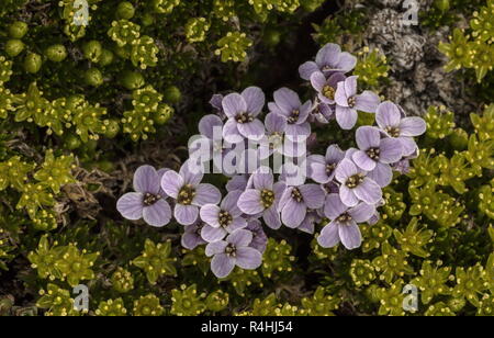 Pyrenean Whitlow Grass, Petrocallis pyrenaica, amongst Mossy Cyphel, Minuartia sedoides, Cherleria sedoides, Stock Photo