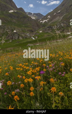 Mountain arnica, Arnica montana, in alpine meadow on the Col de L'Iseran, Vanoise National Park, French Alps. Stock Photo