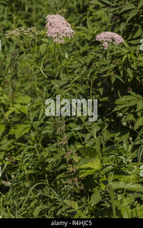 Greater burnet-saxifrage, Pimpinella major in flower in hedge-bank. Stock Photo