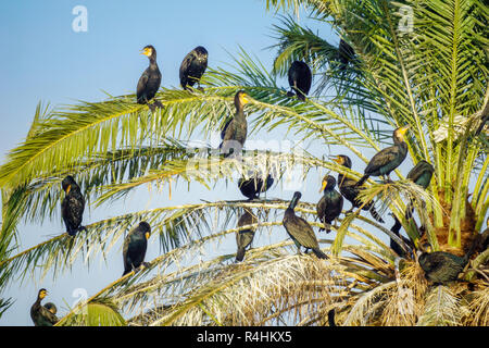 Pygmy Cormorants (Microcarbo pygmeus) on a palm tree in En Afek nature reserve, Northern Israel Stock Photo