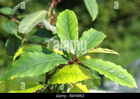 laurel plant in pot on green backrgound Stock Photo