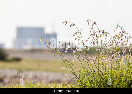 Nottingham Catchfly (Silene nutans) on Dungeness, Kent UK. EDF Nuclear power station in the background Stock Photo
