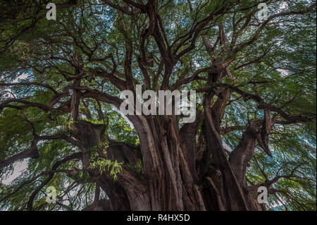 Arbol del Tule, a giant sacred tree in Tule, Oaxaca, Mexico Stock Photo