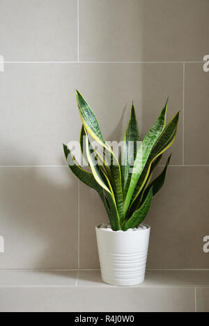 Potted plant against tiled wall Stock Photo