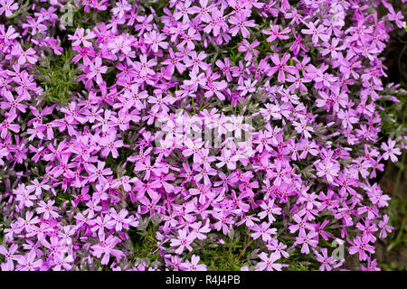 Aubrieta cultorum - pink or purple small flowers Stock Photo