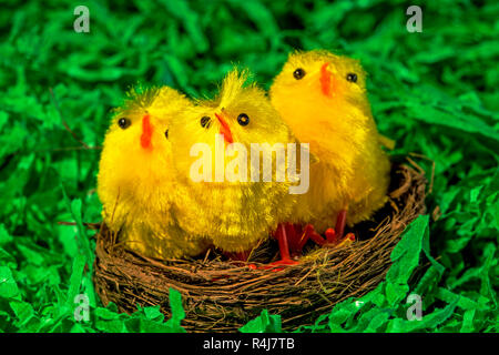 easter nest with chicks Stock Photo