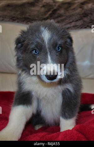 An 8 week old, Blue and White, Border Collie puppy Stock Photo