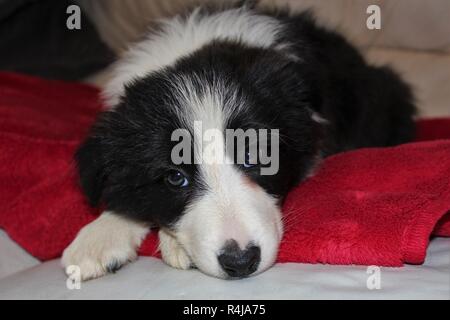 An eight week old, pedigree, Border Collie puppy Stock Photo