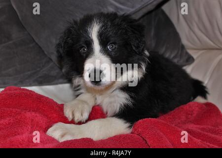 An eight week old, pedigree, Border Collie puppy Stock Photo