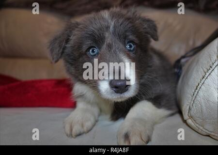 Eight week old, Blue and White, Border Collie puppy Stock Photo