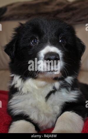 An 8 week old Pedigree, Border Collie puppy Stock Photo