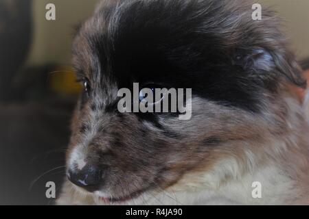 An 8 week old, Brown, Border Collie puppy Stock Photo