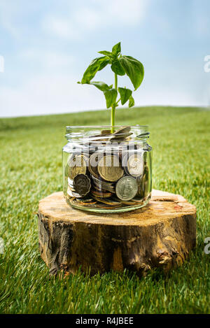 Plant growing in Coins glass jar for money on green grass Stock