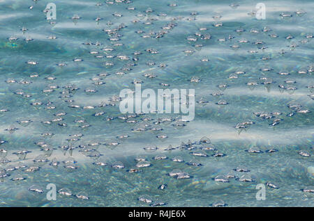 Numerous jellyfish Velella pushed by the current and the wind towards the shore Stock Photo